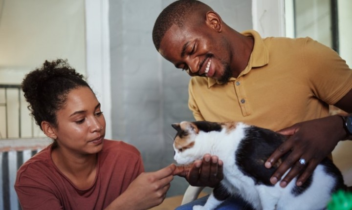 Conheça o segredo por trás do adestramento felino