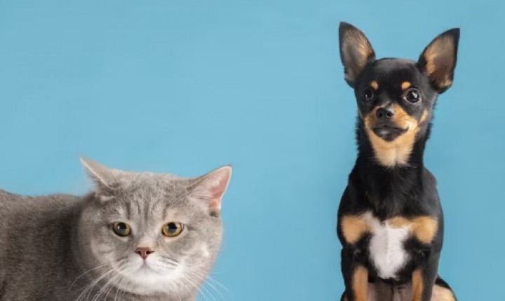 Ciência revela diferença entre inteligência dos pets