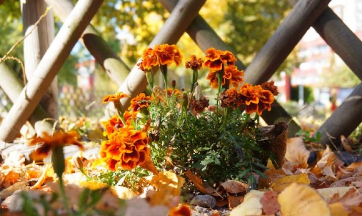 Conheça o segredo dos jardins resistentes no inverno