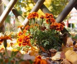 Conheça o segredo dos jardins resistentes no inverno
