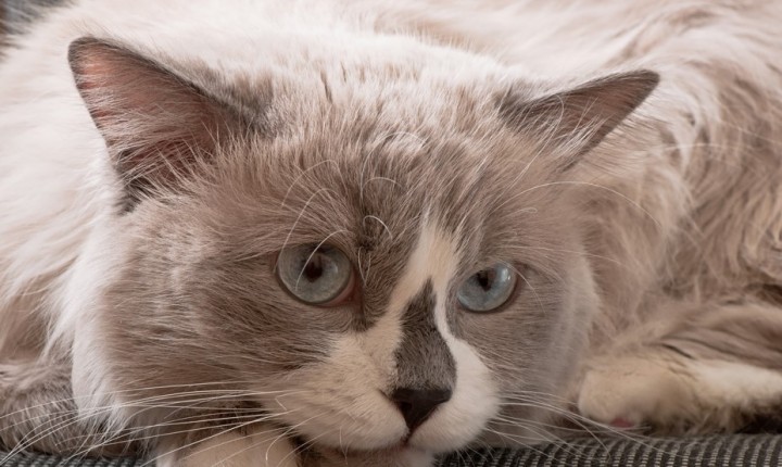Excesso de lambedura acende alerta nos felinos