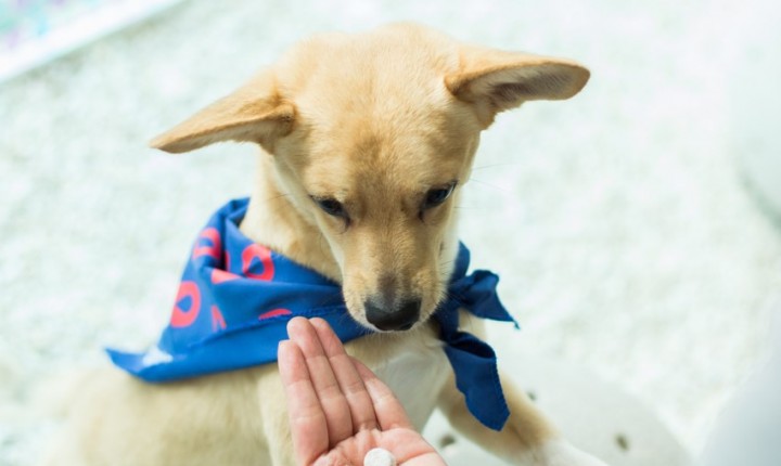 Alteração silenciosa afeta cães e gatos