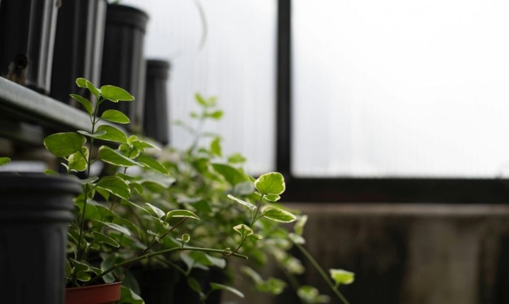 As plantas também entram no ritmo do inverno