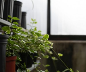 As plantas também entram no ritmo do inverno