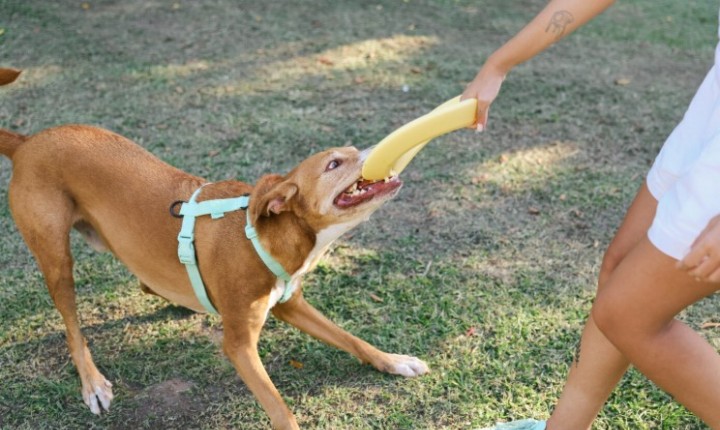 Estresse em cães cresce com mudanças diárias