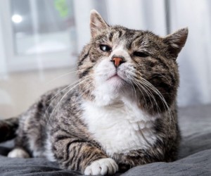 Leucemia felina acende alerta entre tutores