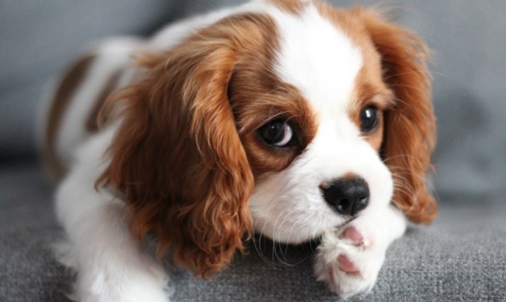 Cachorro antissocial: o que fazer?