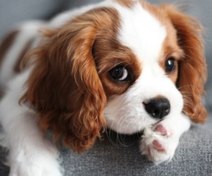 Cachorro antissocial: o que fazer?