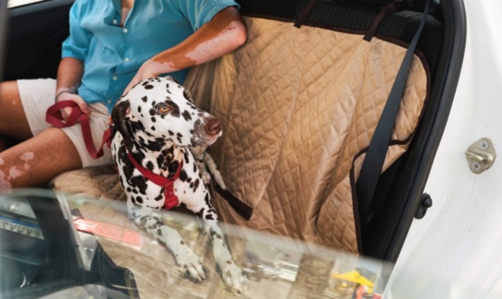 Pets entram na disputa após separações
