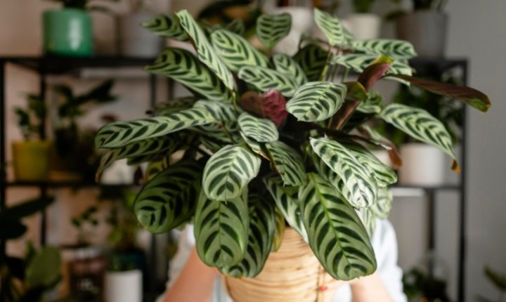 Plantas ideais para decorar sem complicação