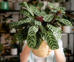 Plantas ideais para decorar sem complicação