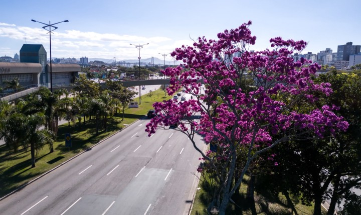 Capital inicia diagnóstico inédito da arborização