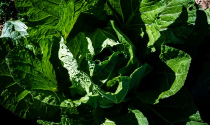 Floripa abre cadastro para produtores rurais