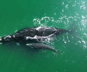 Gigantes do mar invadem Floripa neste inverno
