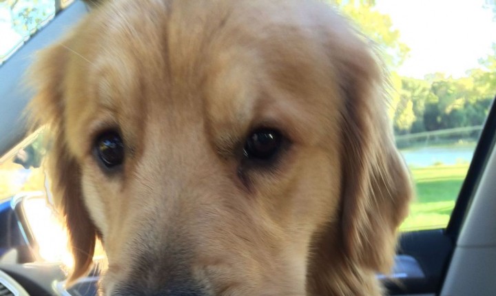 Encontro de Golden Retrievers tem programação gratuita para tutores e pets