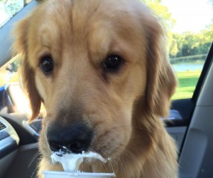 Encontro de Golden Retrievers tem programação gratuita para tutores e pets