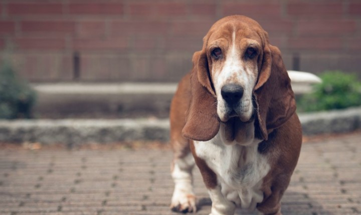 Perda muscular em pets exige atenção imediata