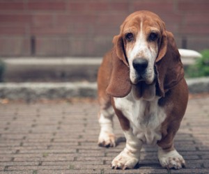 Perda muscular em pets exige atenção imediata