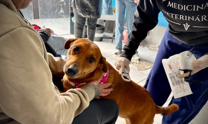 Cães de pessoas em situação de rua recebem atendimento