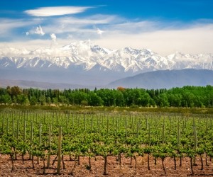 Chile ou Argentina: qual vinho combina mais?