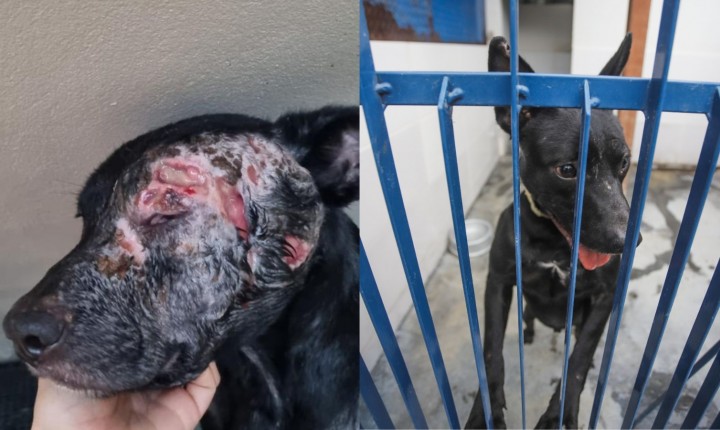 Capital catarinense reduz eutanásias de cães com leishmaniose