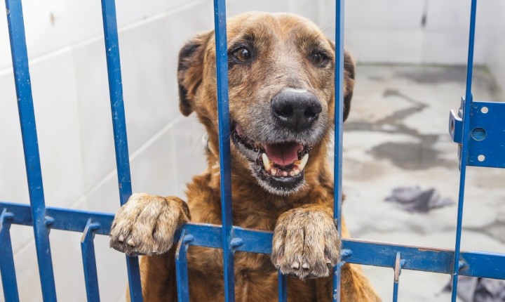 Doze cães com leishmaniose esperam adoção