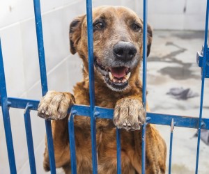 Doze cães com leishmaniose esperam adoção