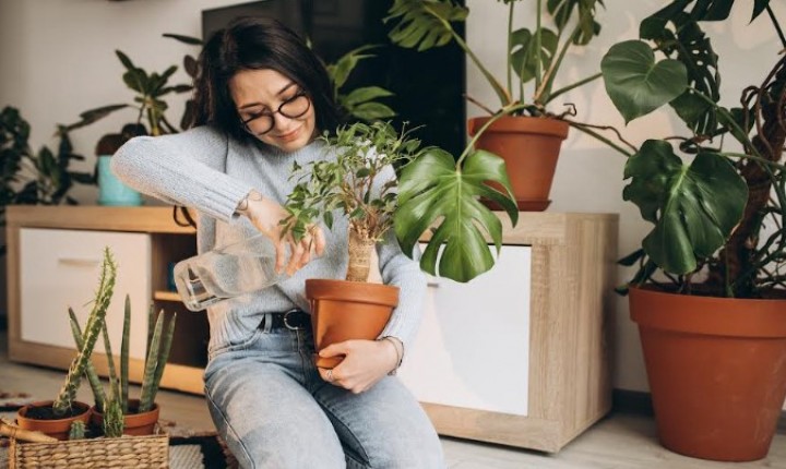 As plantas da sua casa podem sofrer no inverno