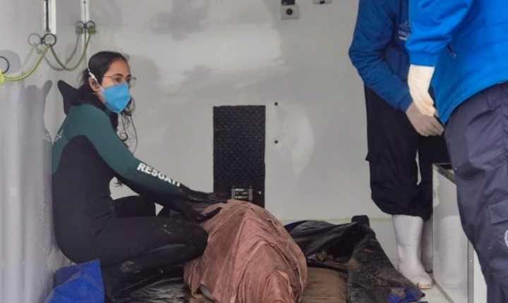 Golfinho resgatado no Sul ganha escolta especial