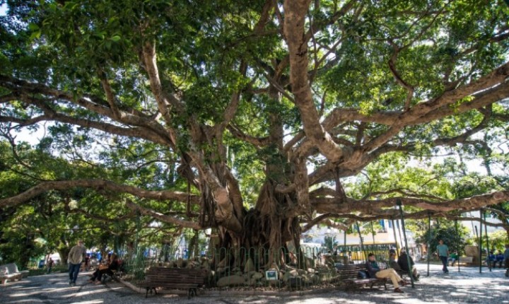 Figueira centenária da Praça XV terá novo sistema de apoio