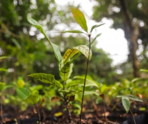 Floripa distribui mudas nativas em três locais
