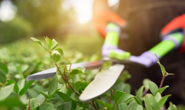 Primavera chegou! É hora de renovar seu jardim