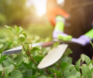 Primavera chegou! É hora de renovar seu jardim