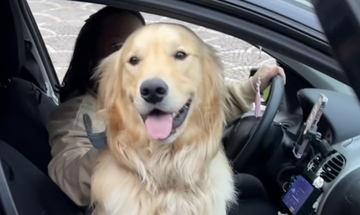 Final feliz: dono do Golden é encontrado