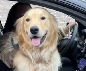 Final feliz: dono do Golden é encontrado