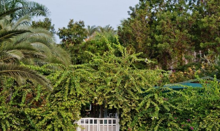 Folhagens e texturas ganham espaço nos jardins