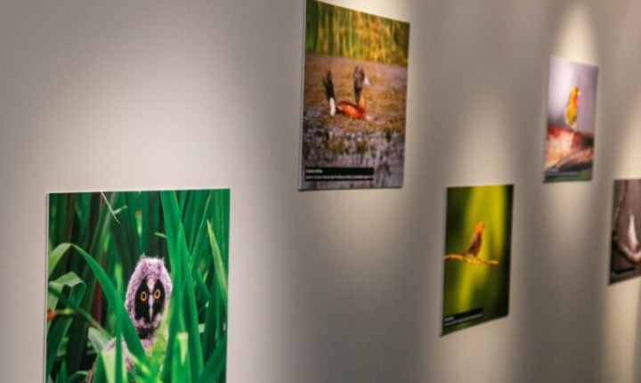 Exposição na Alesc revela biodiversidade de SC