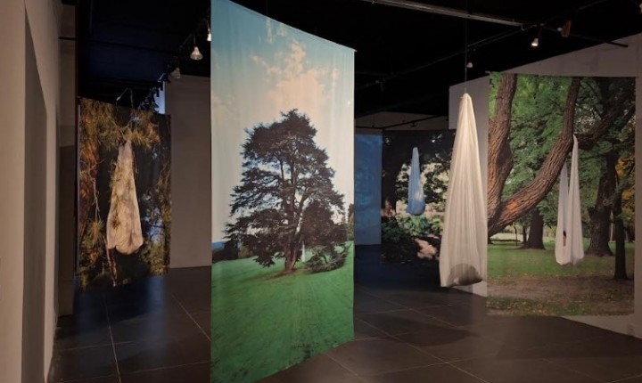 Floripa recebe 10 exposições de artes gratuitas para visitação