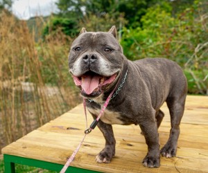 Cães em ressocialização terão nova chance de adoção